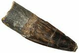 Fossil Spinosaurus Tooth - Real Dinosaur Tooth #329707-1